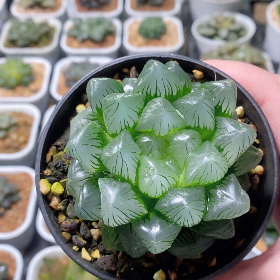 翠玉露多肉植物多肉植物