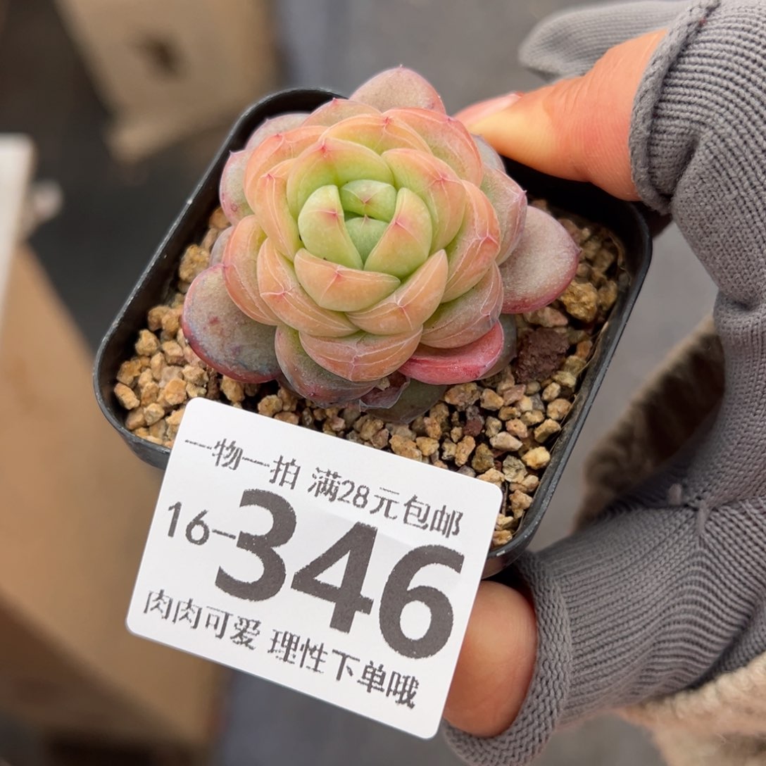 星星珍妮多肉多肉多肉