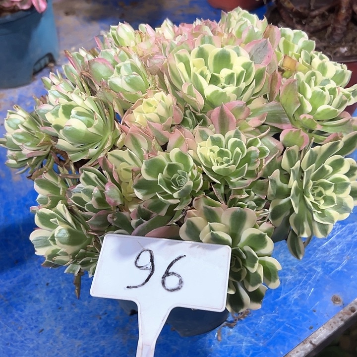 多肉植物白风法师