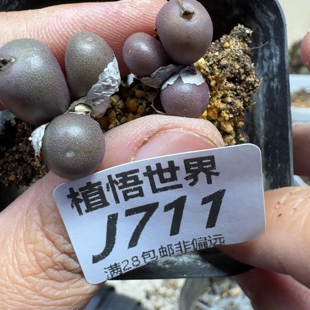 多肉植物的人生fhn