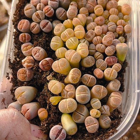 【闪购商品】24735