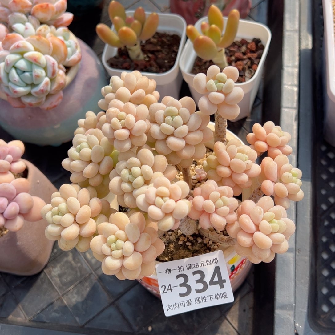 洛可可多肉多肉多肉多肉