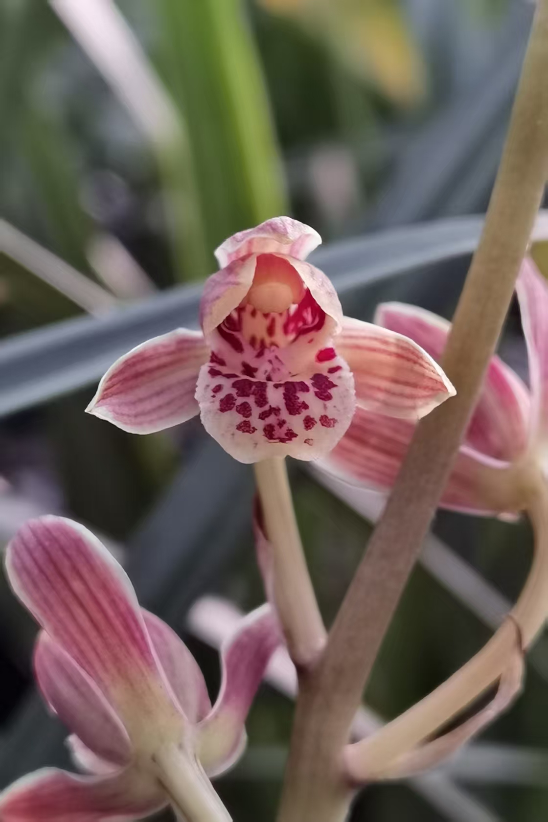 直播2号链接 请勿自行下单 蕙兰一物一拍