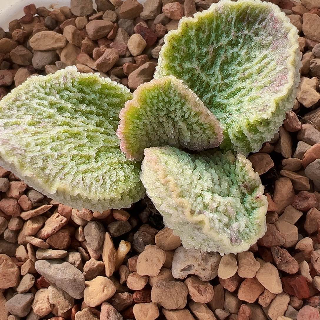 L-029 实生水泡 出叶片