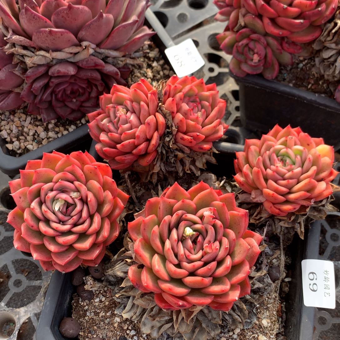 69不包掉头特价处理