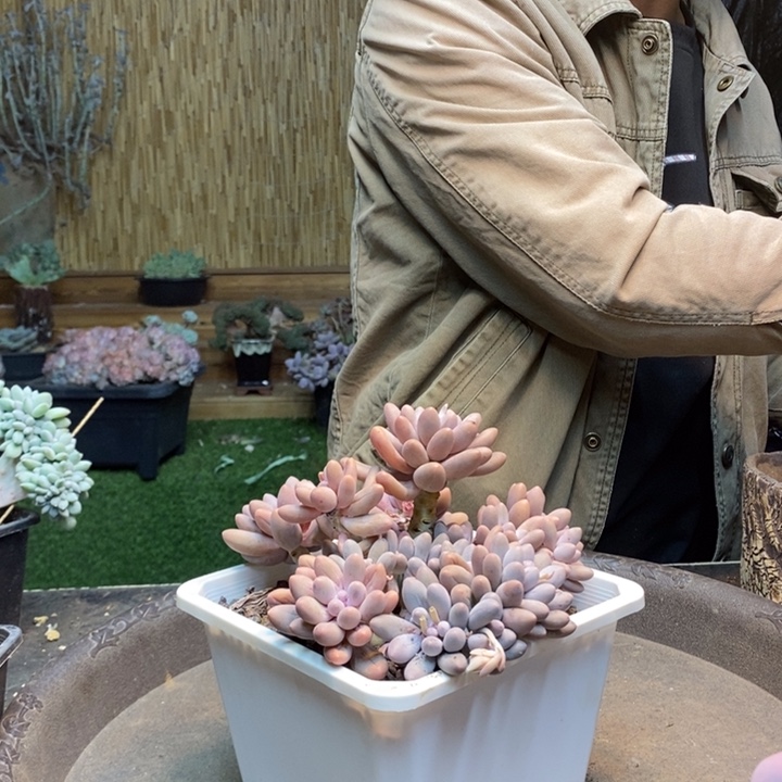 子***萱267号汤圆多肉植物