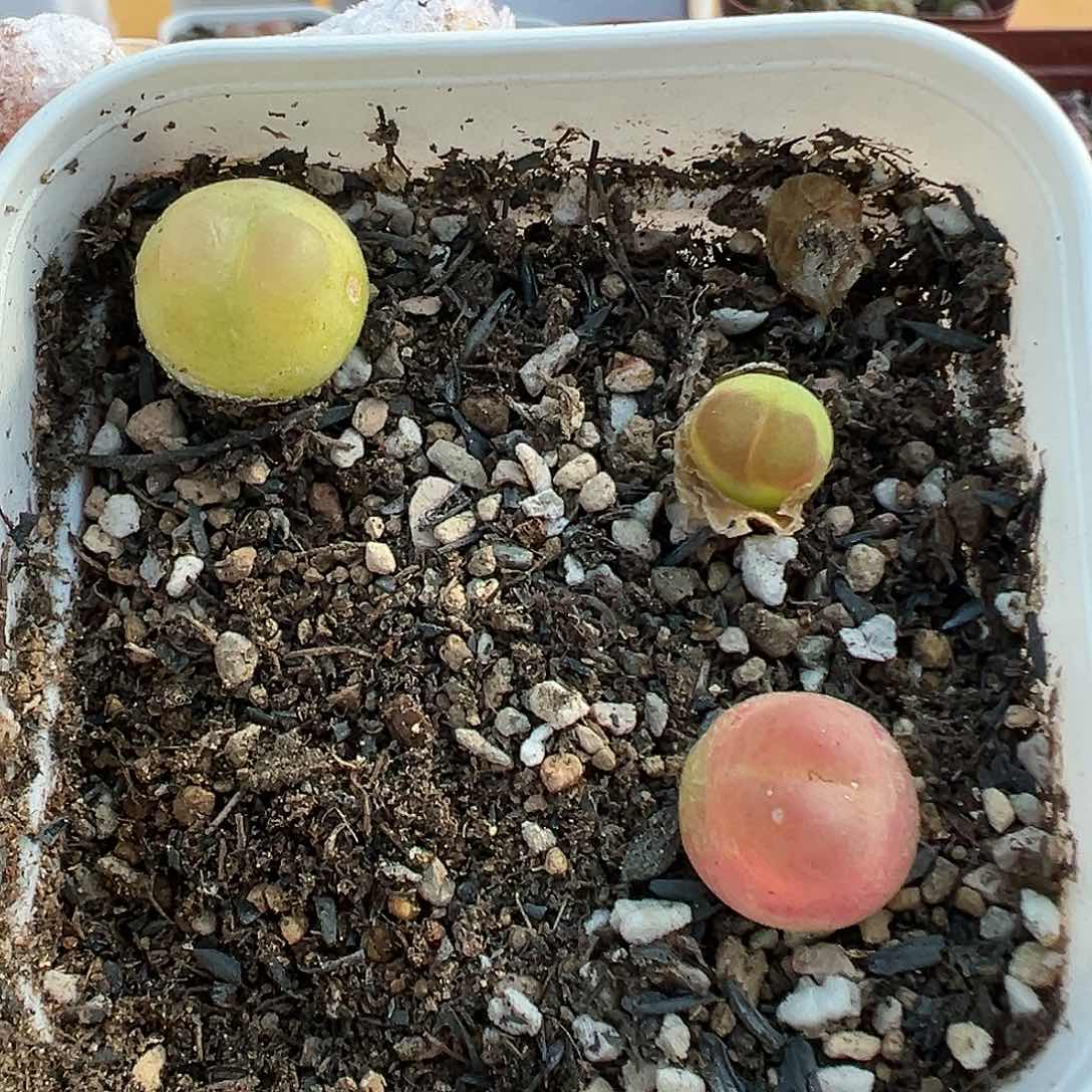 日系拉登3颗带盆土发货