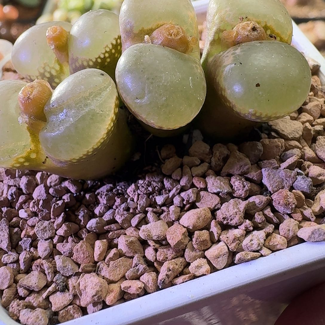 一***）土豆专拍4头风铃 2817