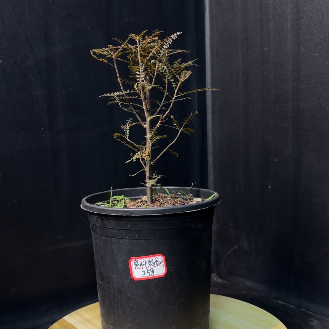 索科特拉带盆发货