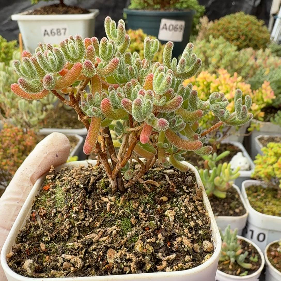 A705红冰晶整点福利秒