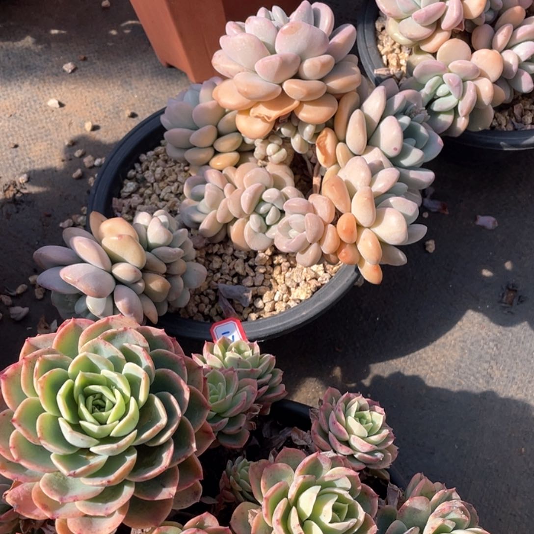 175白鹭 一物一拍多肉