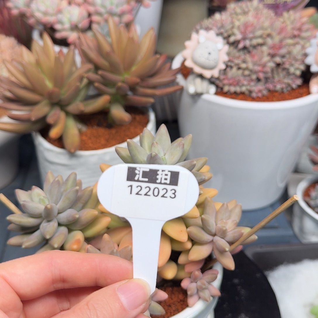 精品多肉植物122023