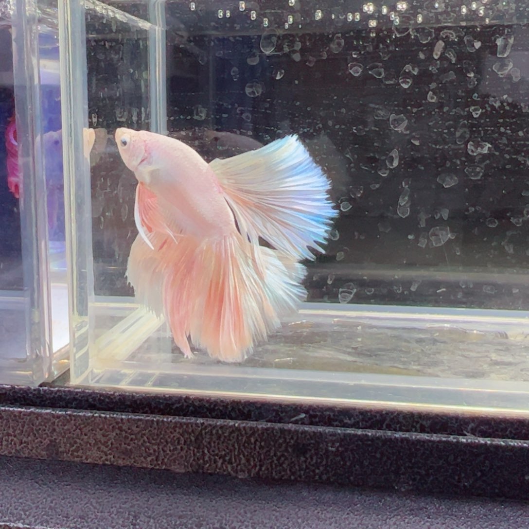 斗鱼浅色特殊尾hhhh