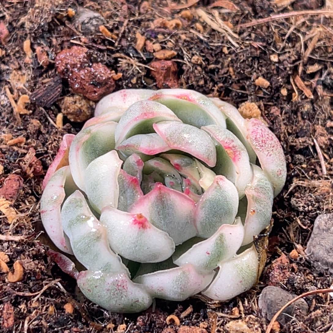 多肉特价高白瓷梦幻玫瑰锦