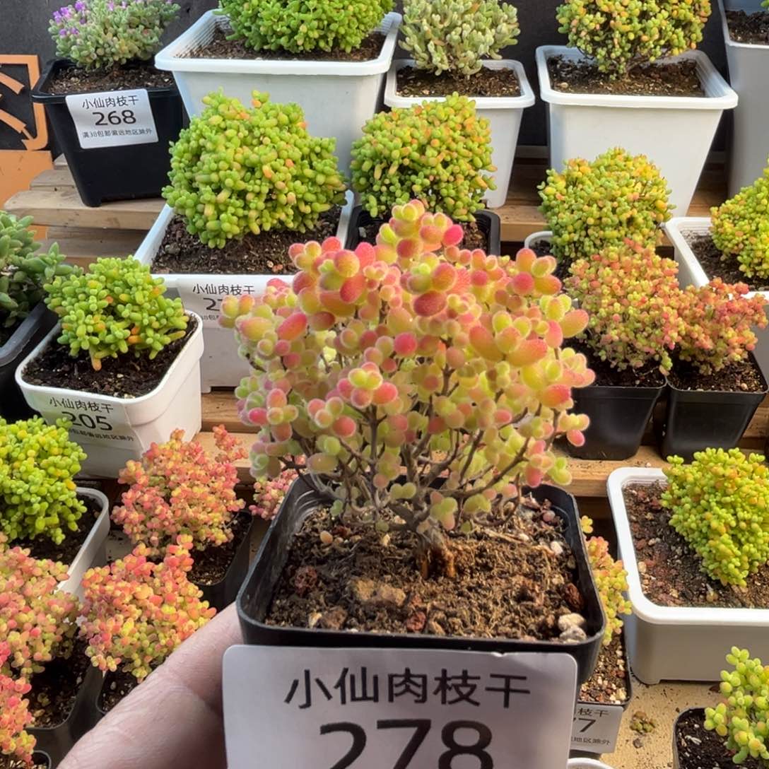 278枝干番杏彩蜜橘