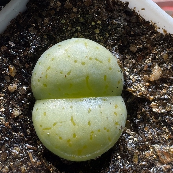 生石花1111122。   139