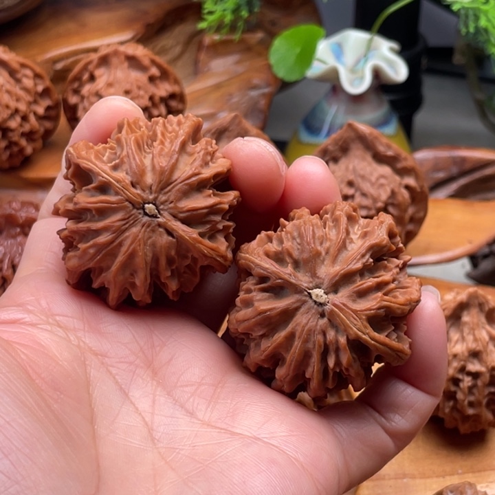 野生灯笼狮子头40尺