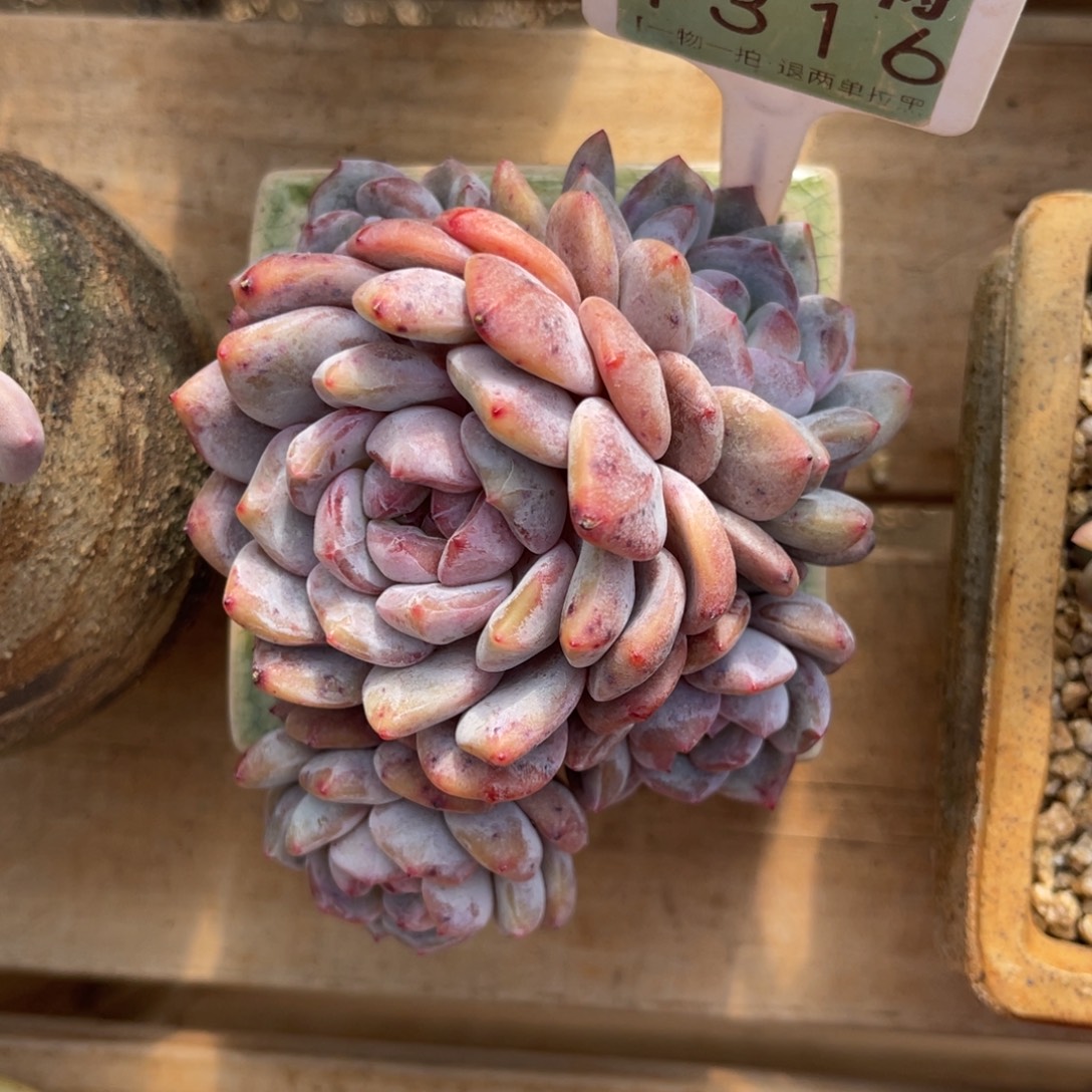 b***n云尘多肉一物一拍1316