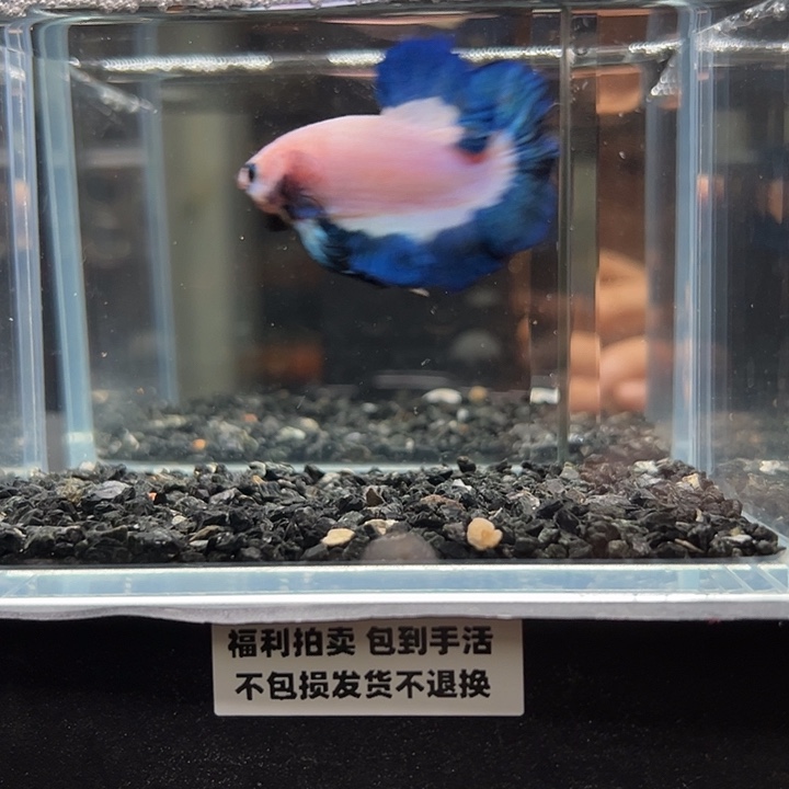 斗鱼竞拍跑单拉黑25日106