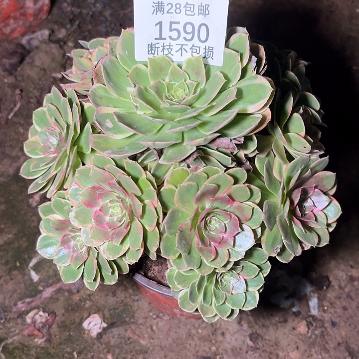 1590粉花妖多肉植物