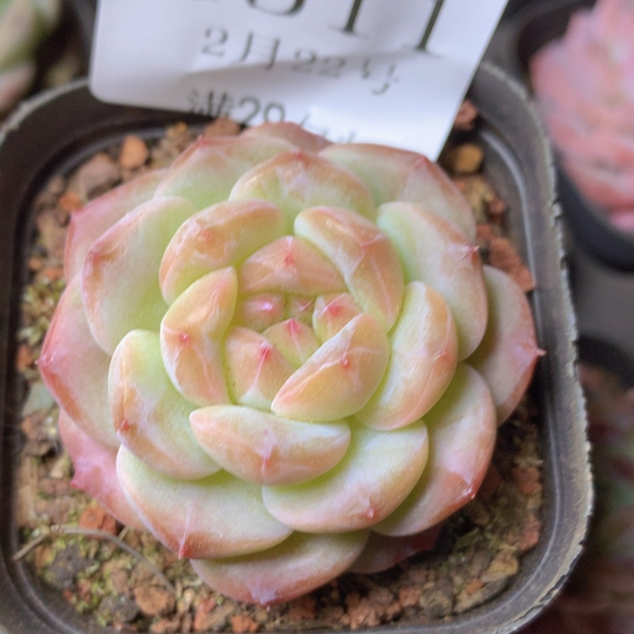 【闪购商品】云1511