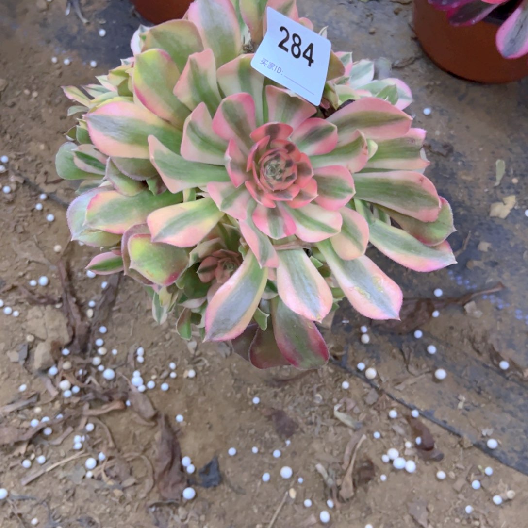 284香妃多肉植物法师