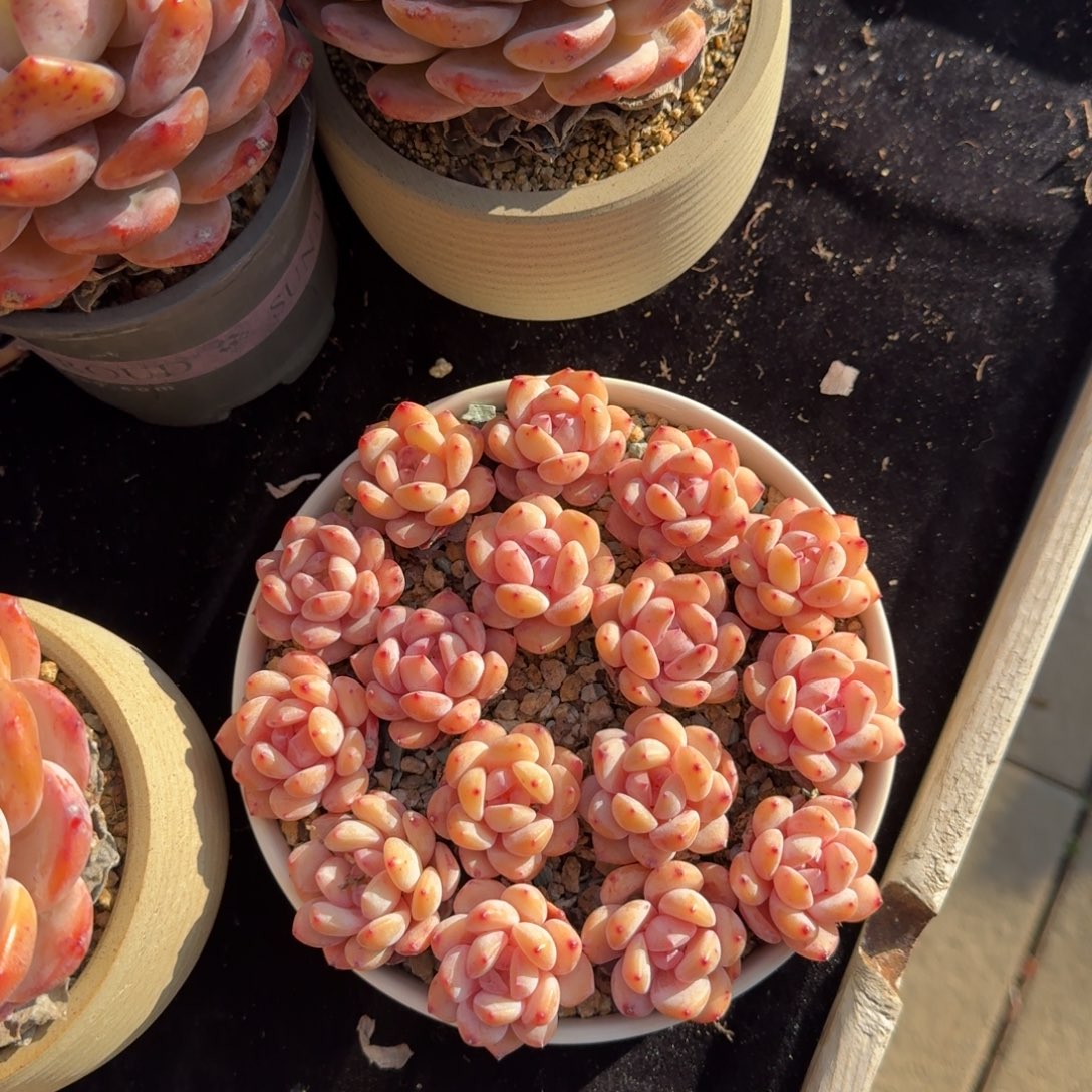 一组10颗，冠幅3-4公分