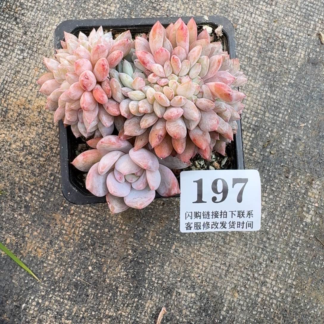 197星影缀化有切8.5cm左右