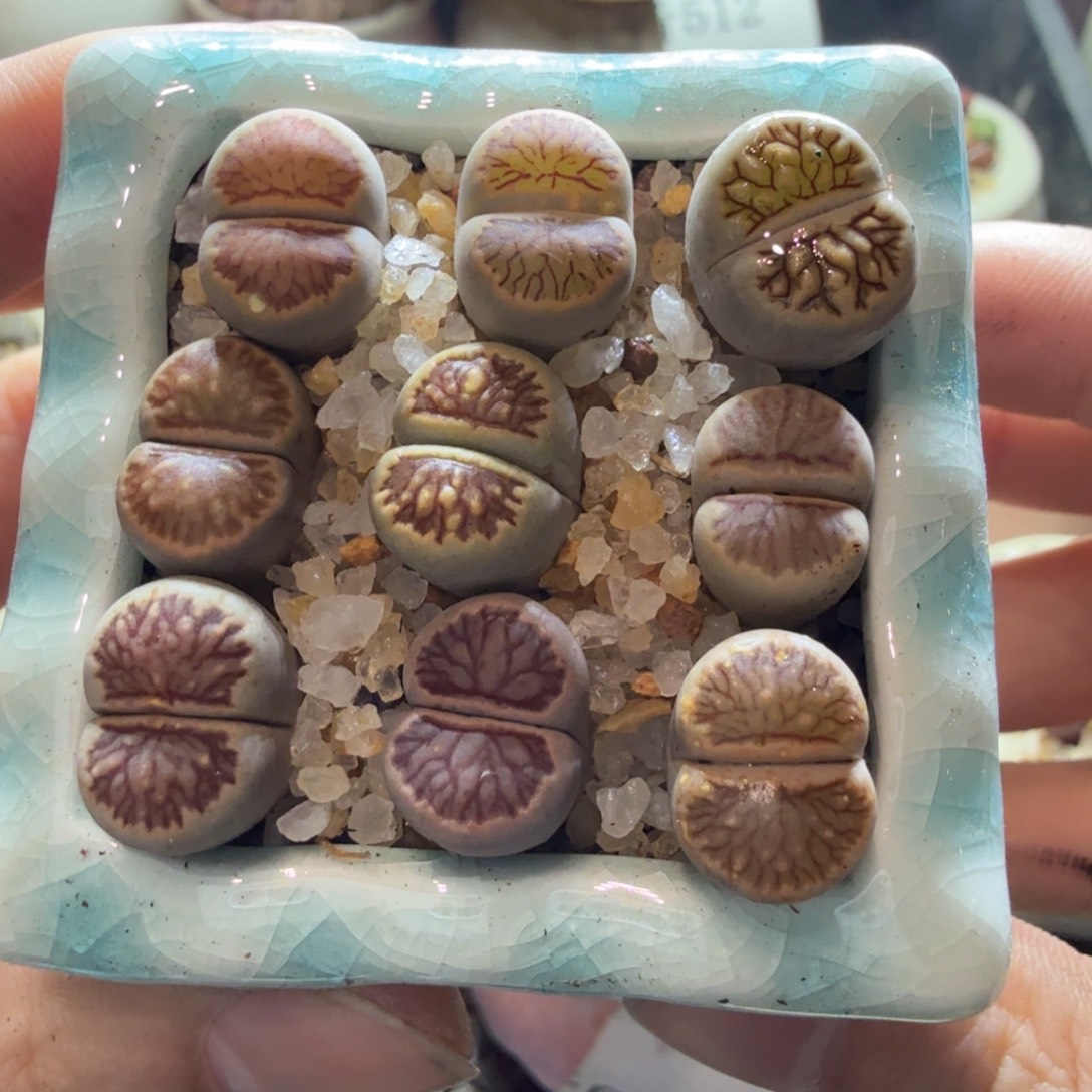 多肉植物的生长发育和516