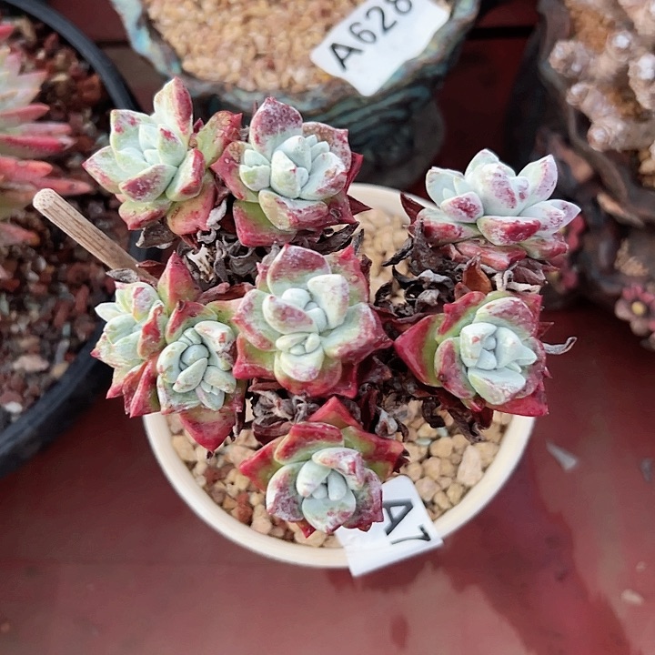 小鹿多肉一物一拍圆叶花朵苹果叶