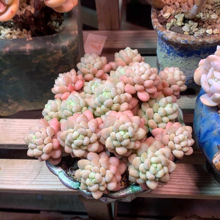 鱼子酱多肉z z z z z