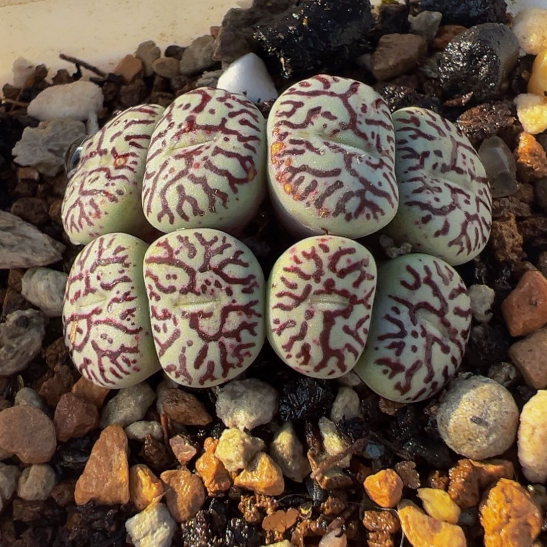 522多肉植物种类多样