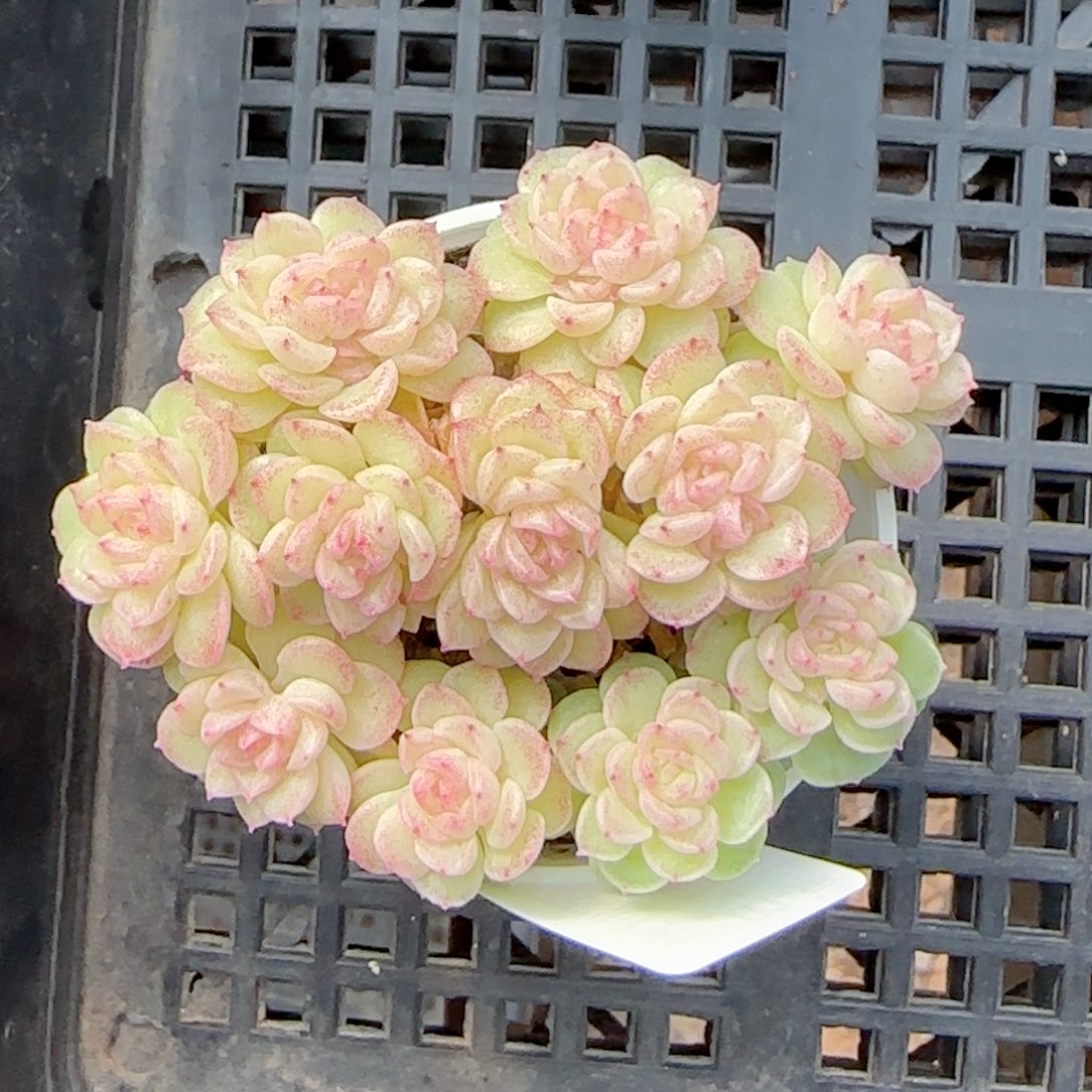 【闪购商品】0202-66（编号麦杆