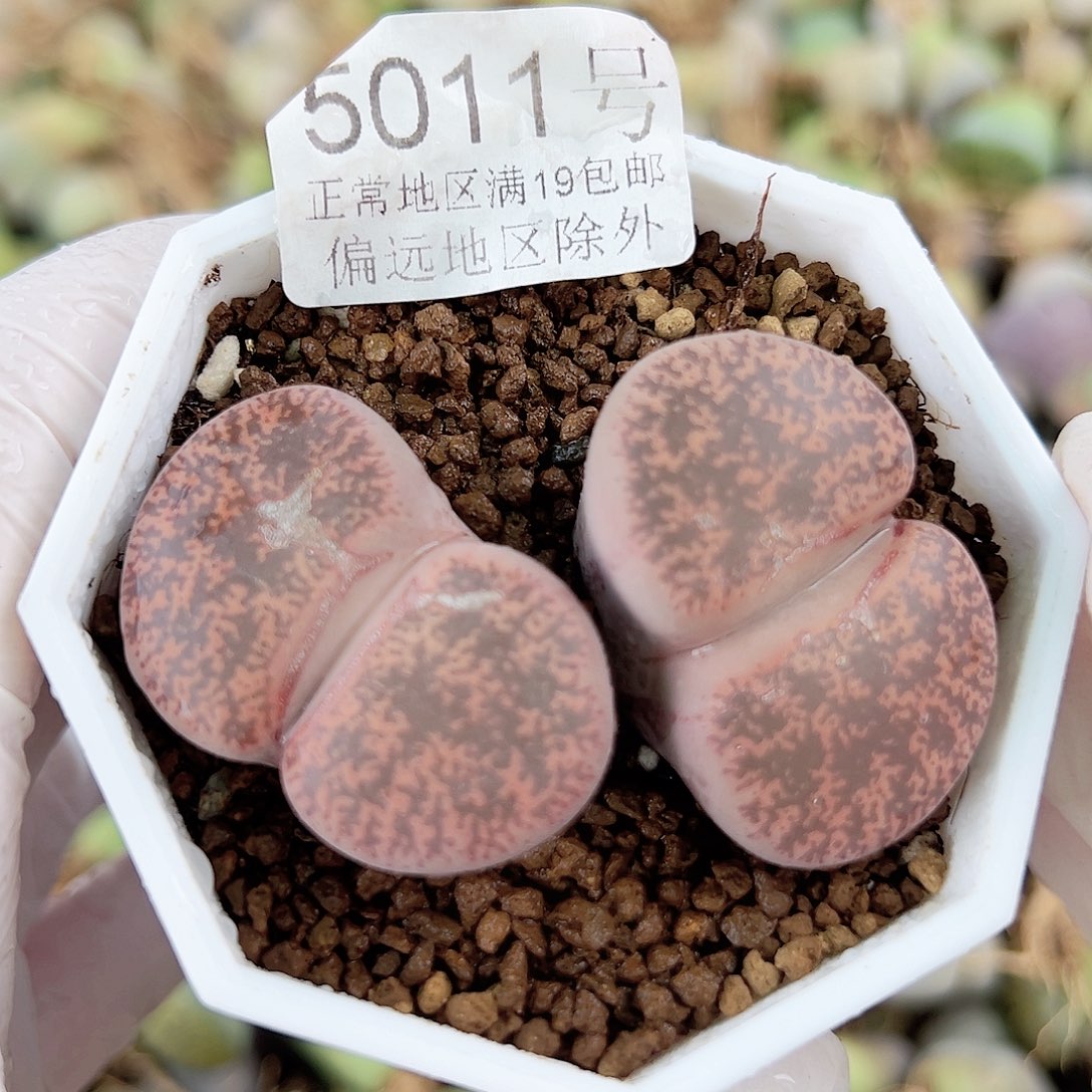 5011六年酒红大双头微瑕如图特价