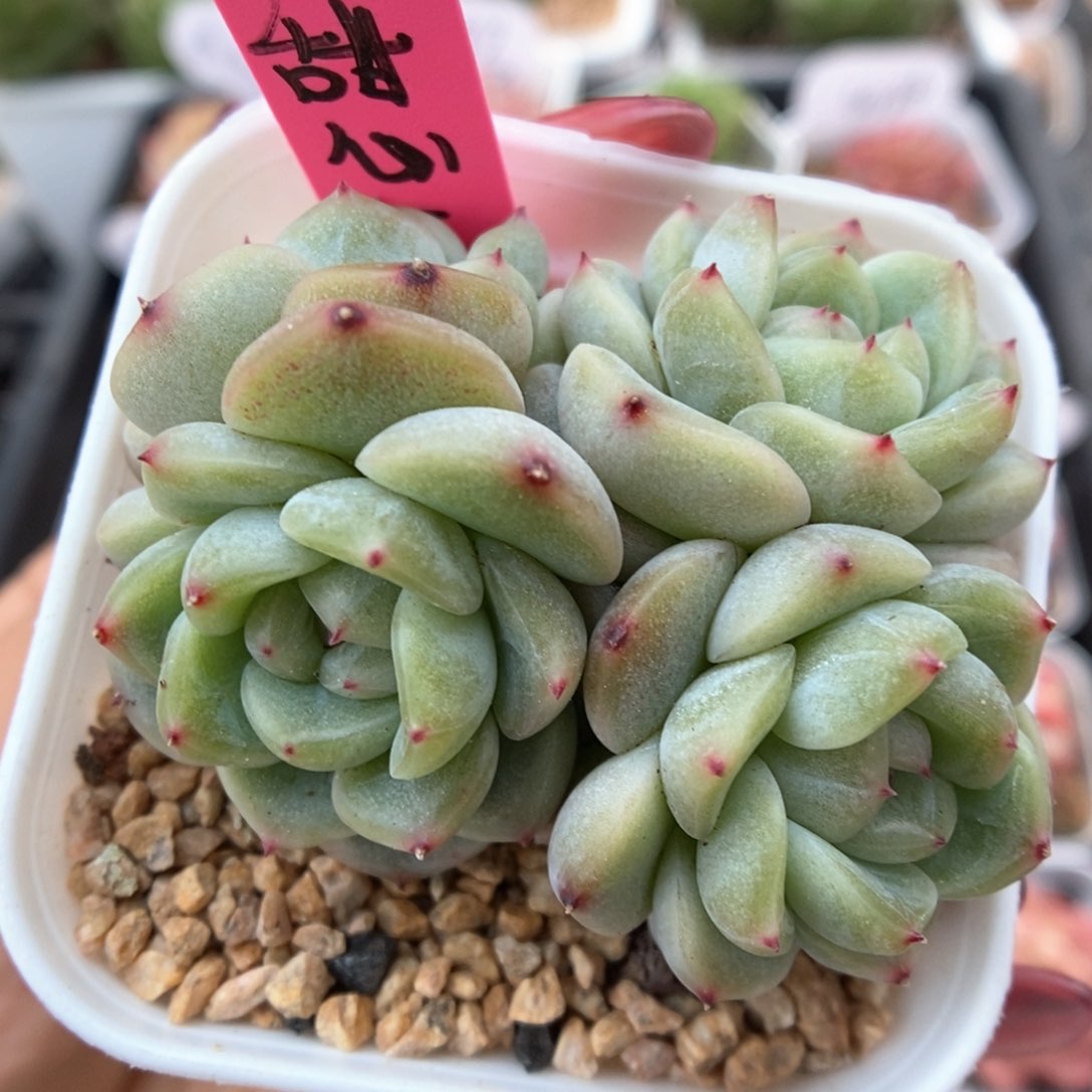 甜心e群生可拍62号。  