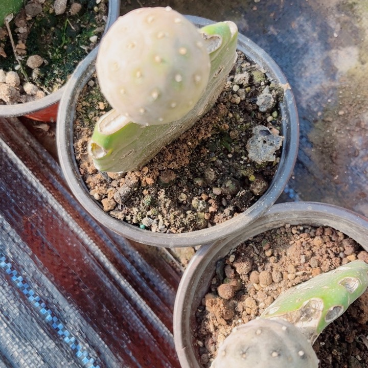 嫁接习志野无刺仙人球