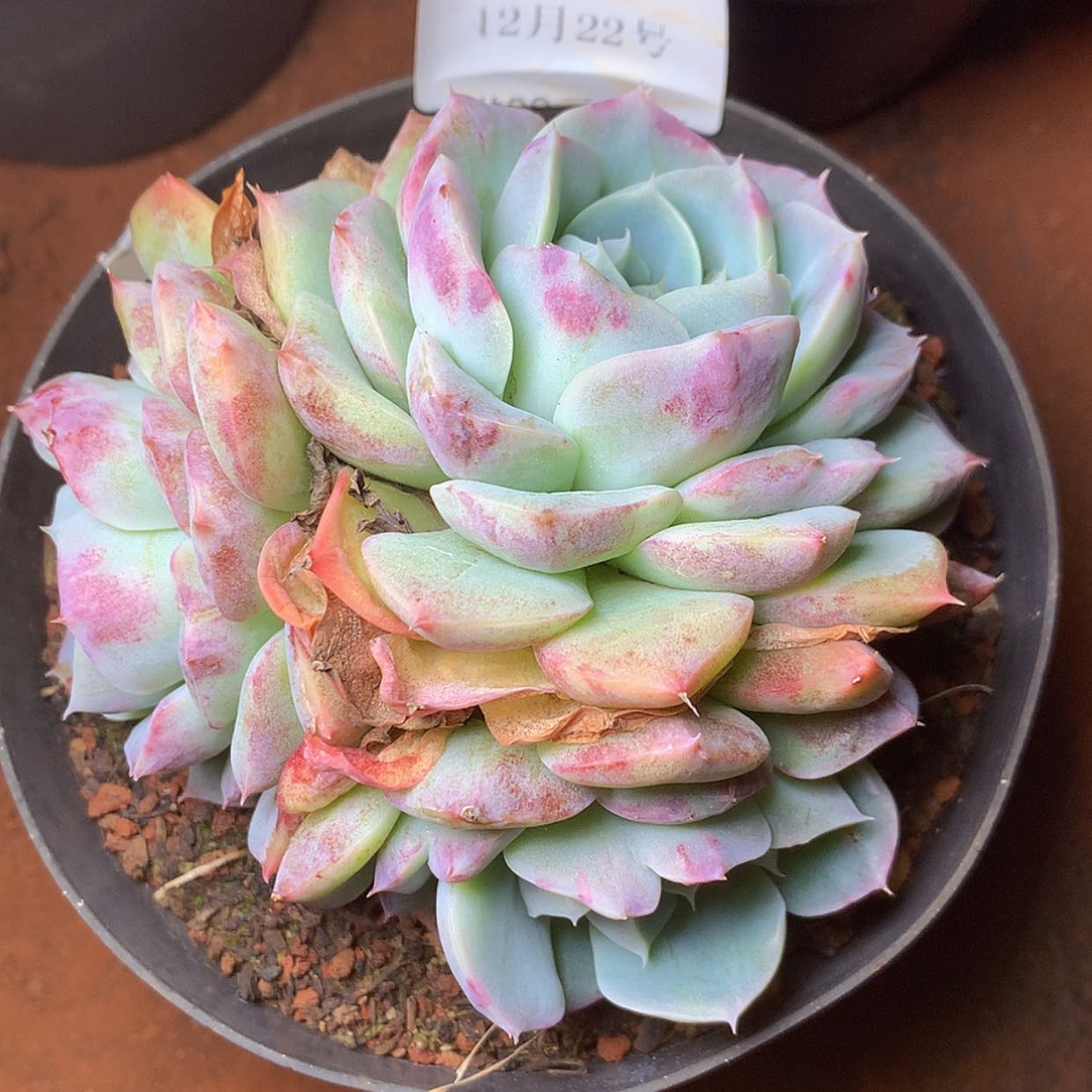 【闪购商品】云95号紫月影