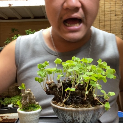 红陶一物一拍所见即所得100