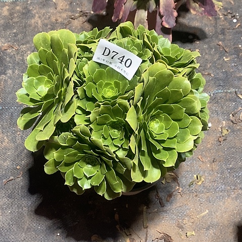 740路羊绒多肉法师