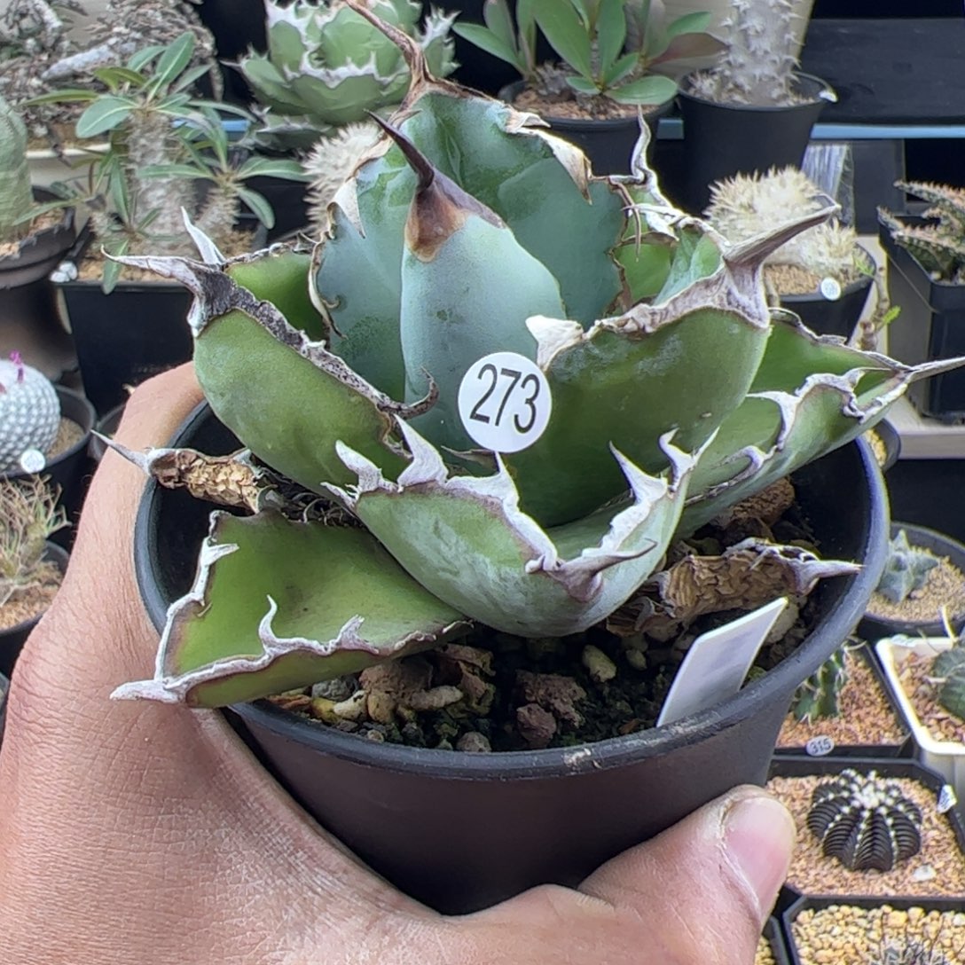 蓝鲸龙舌兰一物一拍273