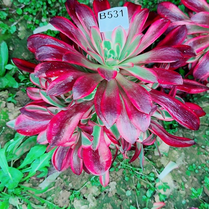 美杜莎531无售后