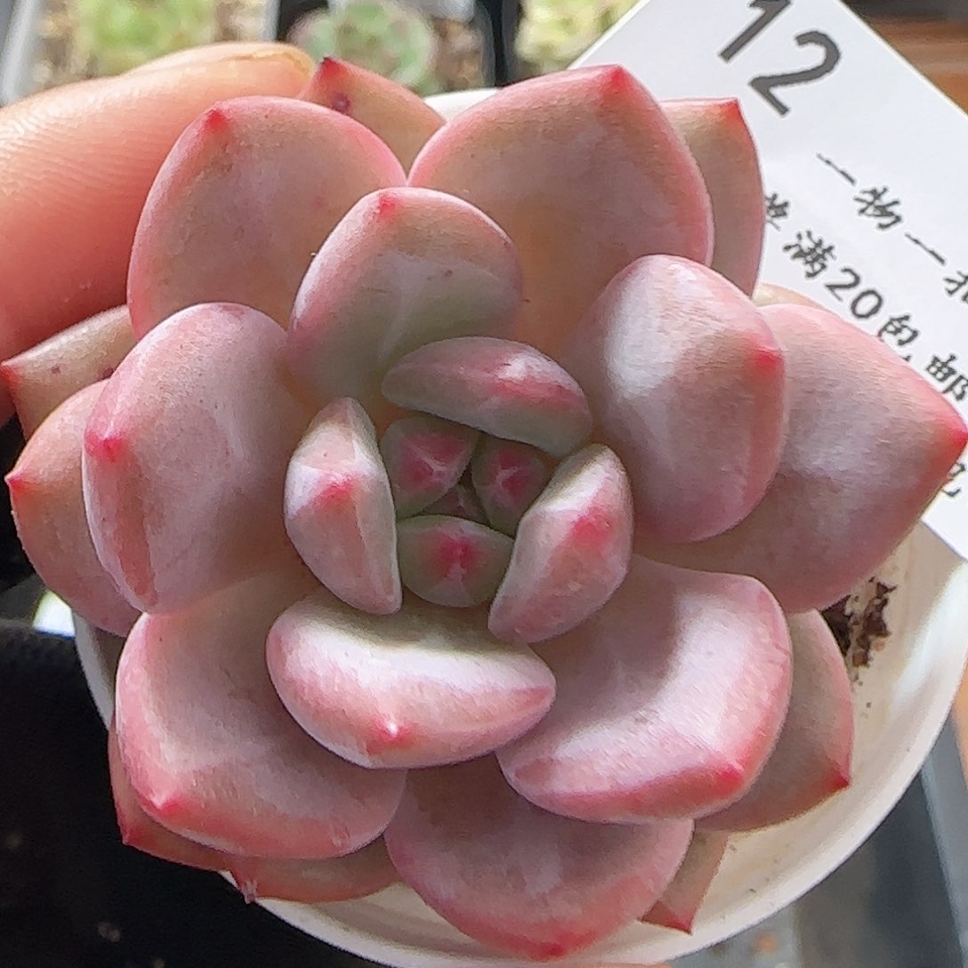 0624------12爱丽儿凌雪