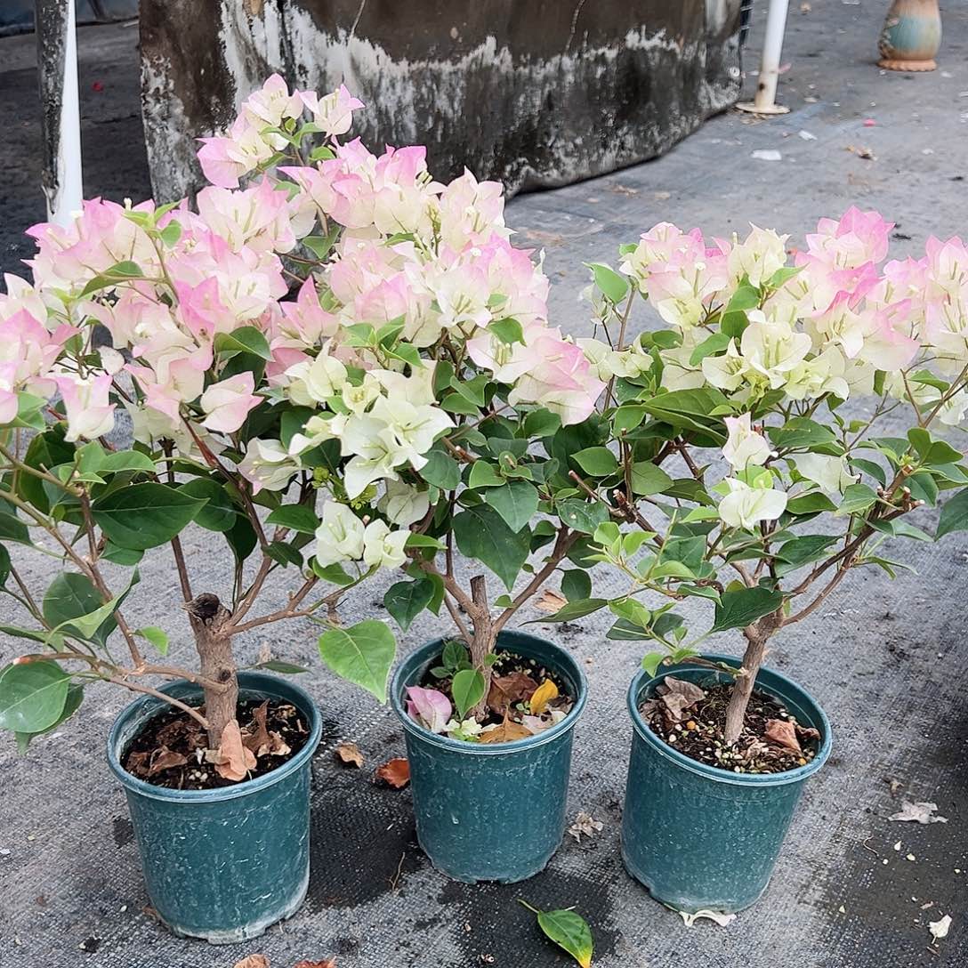 大部分花苞少量开放绿樱掌中宝一棵