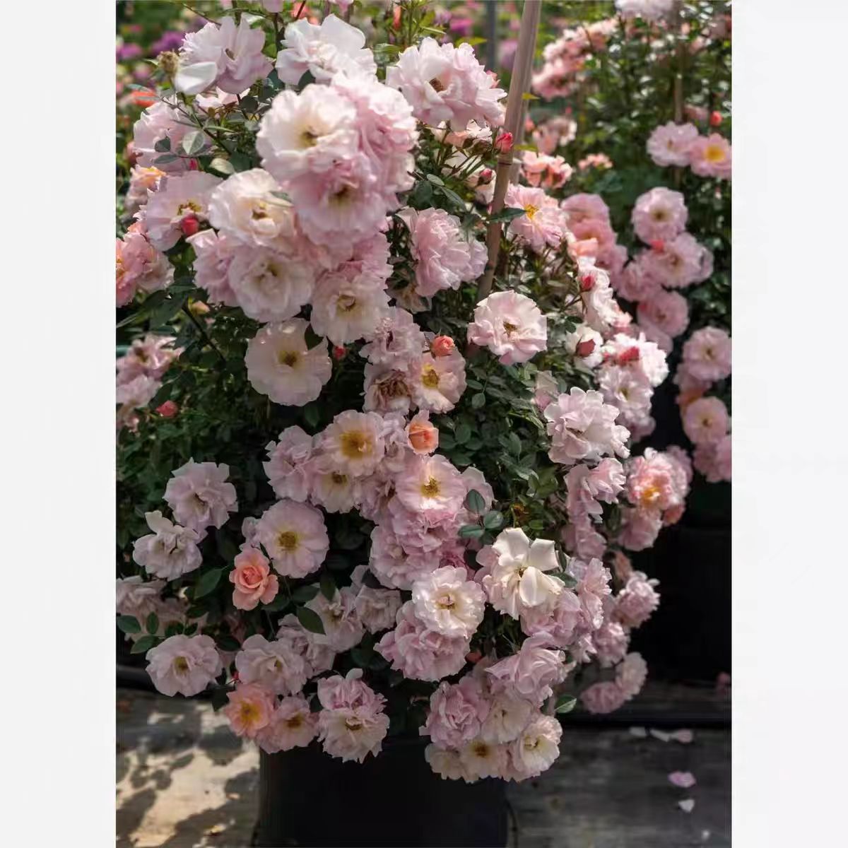 新品【小蝴蝶】藤本月季花苗爬藤多头勤花丰花阳台庭院楼顶花卉