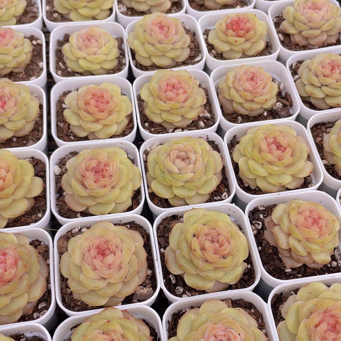 量拍129号 白烁珍妮单头一个