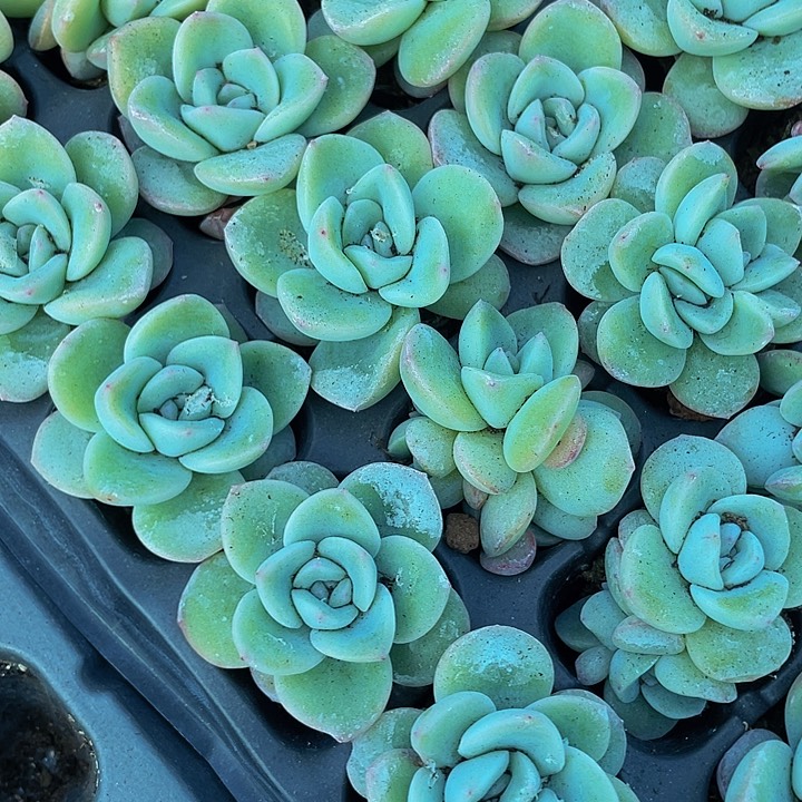 小泡芙1元带土发