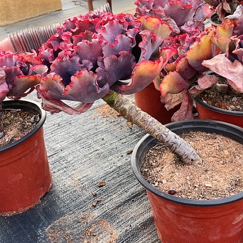 深***?44号包菜系列1棵