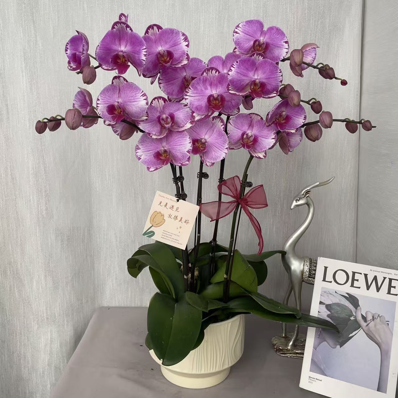 《粉闪电》3.5寸杯精品蝴蝶兰 自带闪边 紫红色系 室内花花