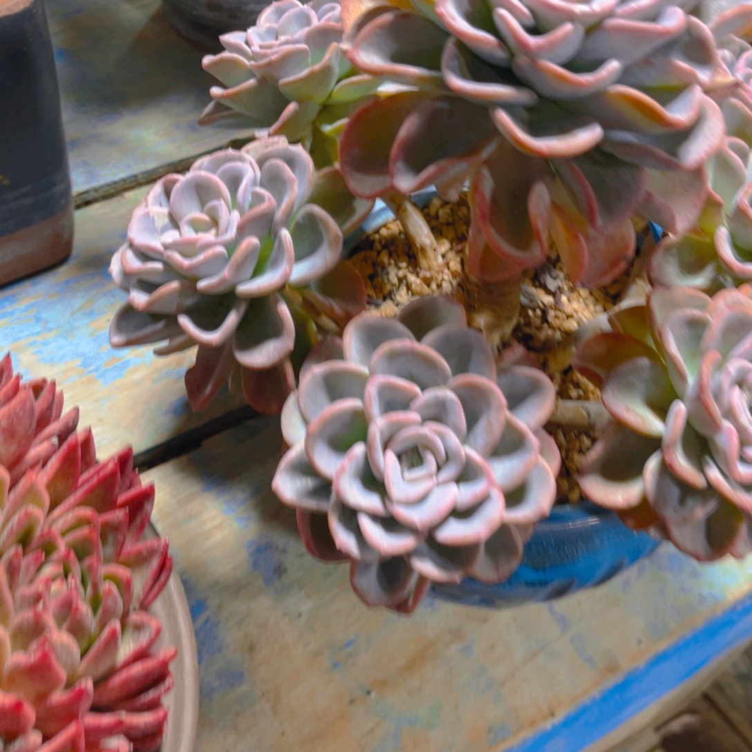 凉***桃多肉植物保护研究所所长一