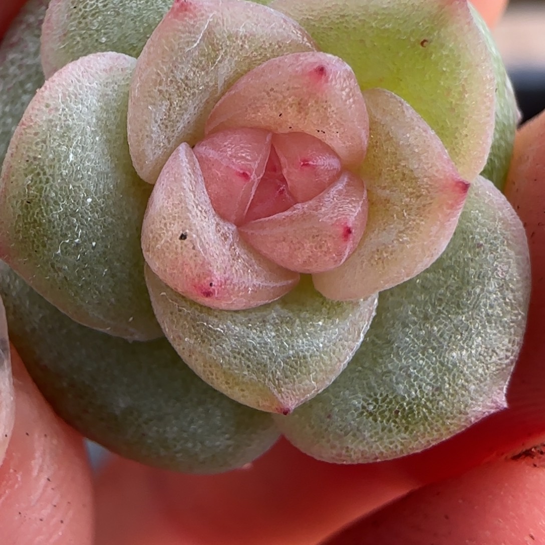 冰透心绝绝子多肉一颗